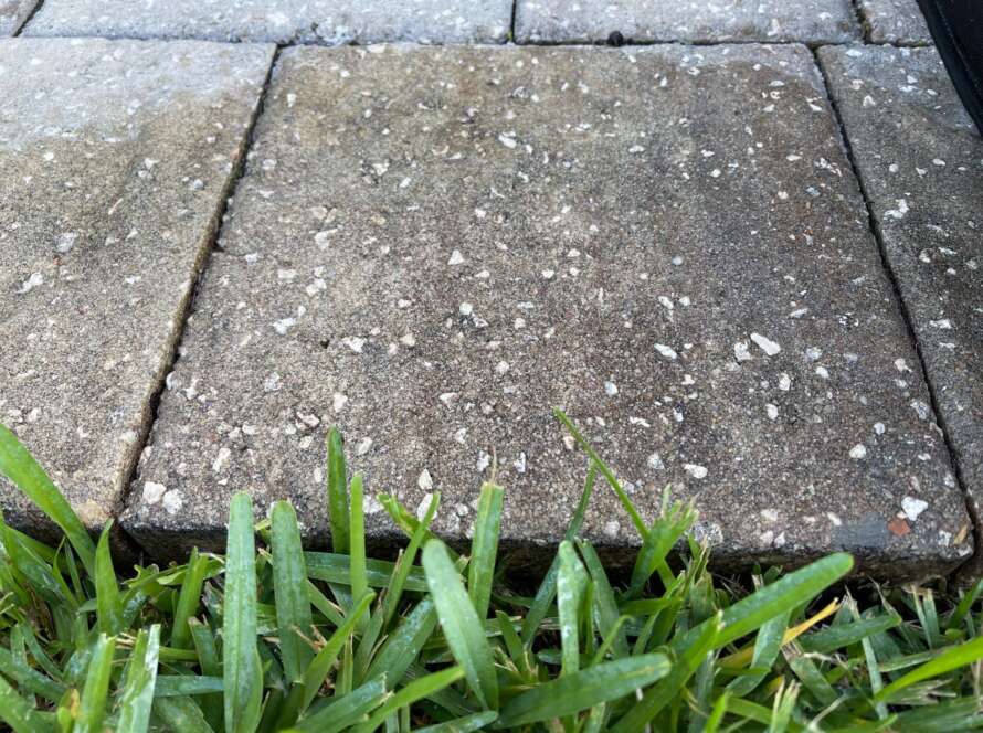Detailed close-up of a concrete walkway with green grass growing along its edges.